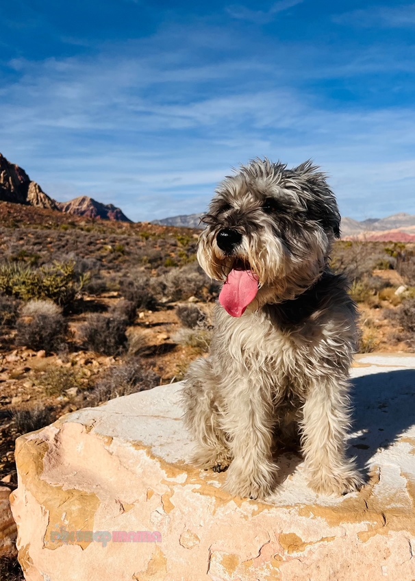 Furry Schnauzer sitting on a rock in the desert with scrub bushes and mountains in the background. Desert dog photo shoot.