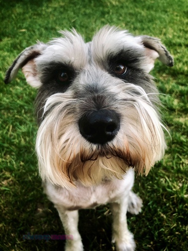 Close up of a Schnauzer sitting in the grass with puppy dog eyes. Cute dog photo shoot.