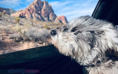 Enjoy A Blissful Dog Photo Shoot With These 5 Brilliant Tips