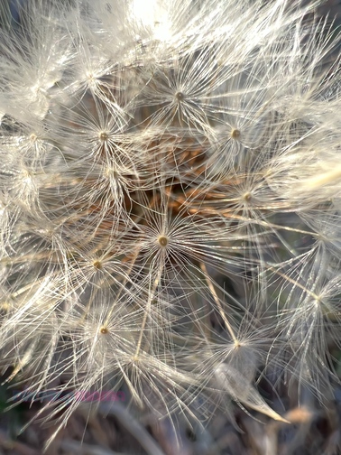 Macro iPhone photo of very close up white dandelion seeds as they are ready to fly with Pix Snap Mama in pink and sea-blue overlaid in the bottom left corner