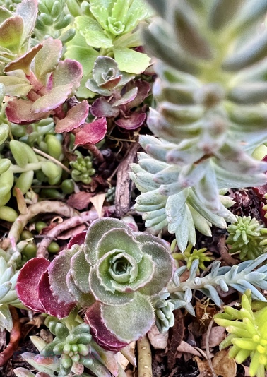 Macro iPhone photo of miniature multi-colored succulent ground cover and Pix Snap Mama in pink and sea-blue overlaid in the bottom left corner