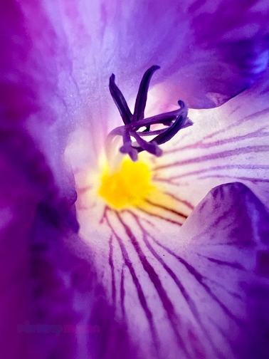 Macro iPhone photo of a purple and white flower with purple and yellow stamen and Pix Snap Mama in pink and sea-blue overlaid in the bottom left corner