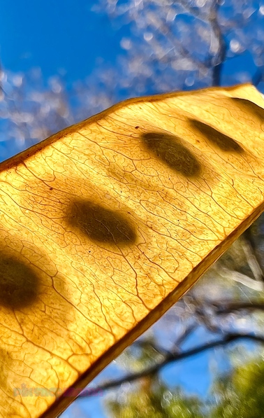 Macro iPhone photo of a translucent yellowish tan seed pod with blurred blue sky and trees in the background and Pix Snap Mama in pink and sea-blue overlaid in the bottom left corner