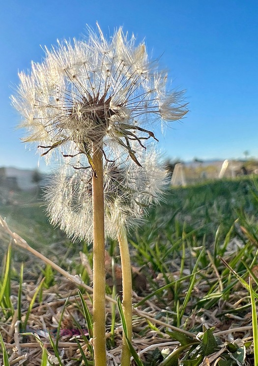 Macro iPhone photo of two dandelions going to seed on a soccer field with blurred goal in the background and Pix Snap Mama in pink and sea-blue overlaid in the lower left corner